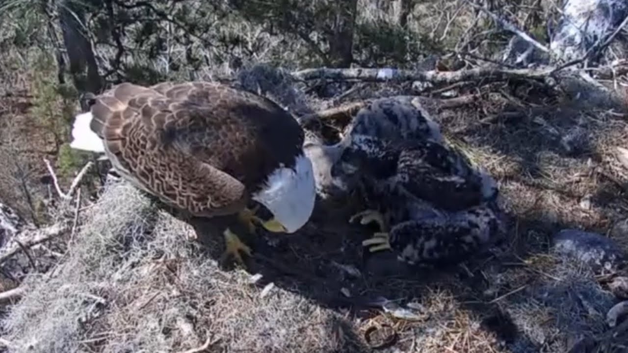 Anna II in with moss and both eaglet cries for food | Kisatchie National Forest E-1 | Feb 28, 26