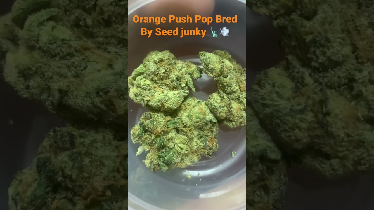 ORANGE PUSH POP STRAIN BRED BY #seedjunkygenetics #orangepushpopstrain #boutiquegas