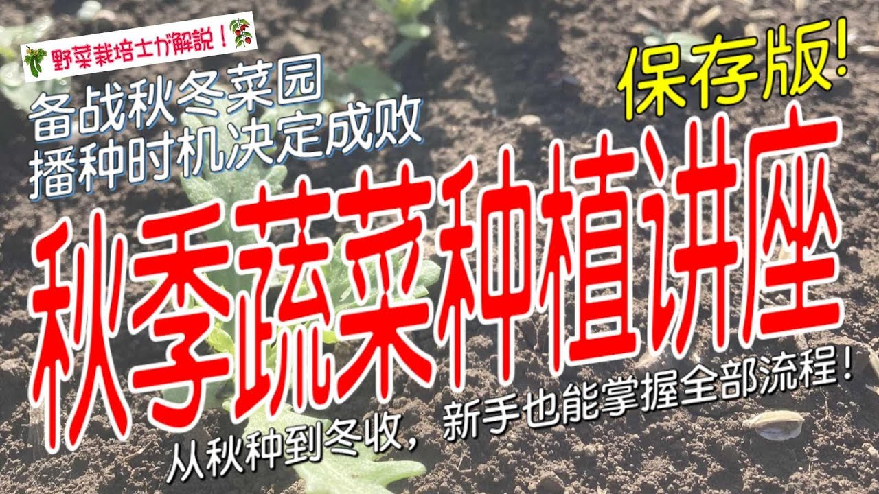 【秋季种菜完整指南】别让菜园闲置！从选种到收获，全流程覆盖（新手必看）