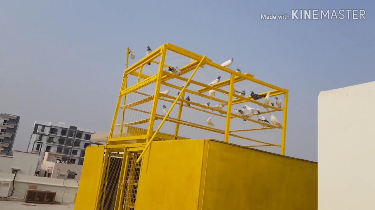 New kabootar dhoop jaal/New pigeon loft (renevation)