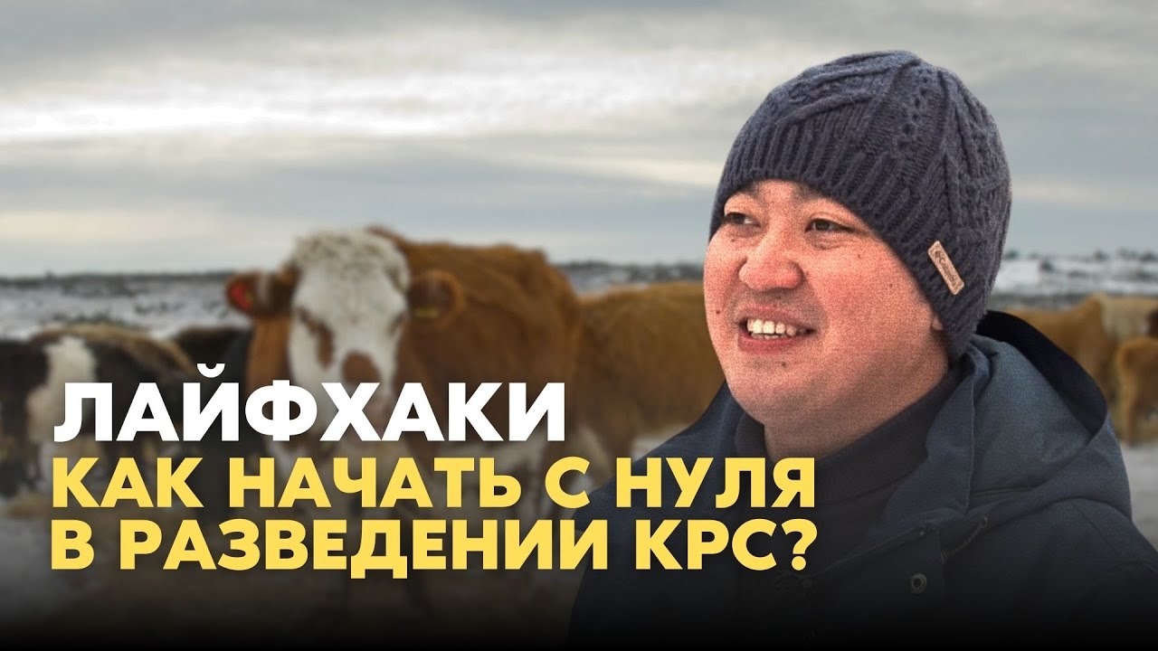 Вот Почему Эти Люди Разводят Тысячи КРС! Животноводство в Казахстане!