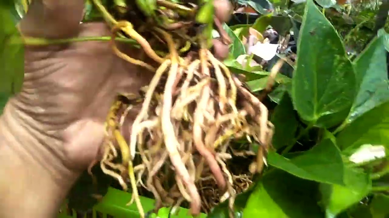 Nano sweet #anthuriyan #forsale #0772106907 #plant #srilanka #0772106428