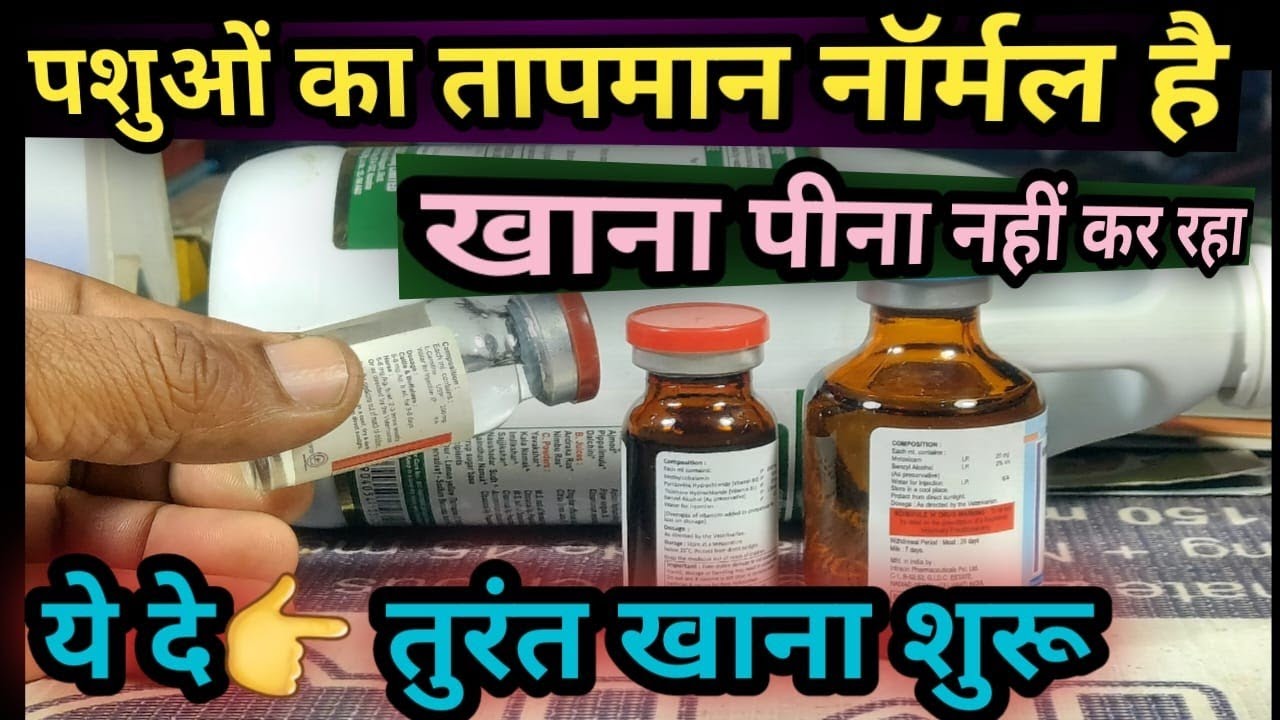 पशुओं का तापमान Normal है फिर भी खाना-पीना नहीं कर रहा है 😱ये दें👉तुरंत खाना शुरू कर देगा