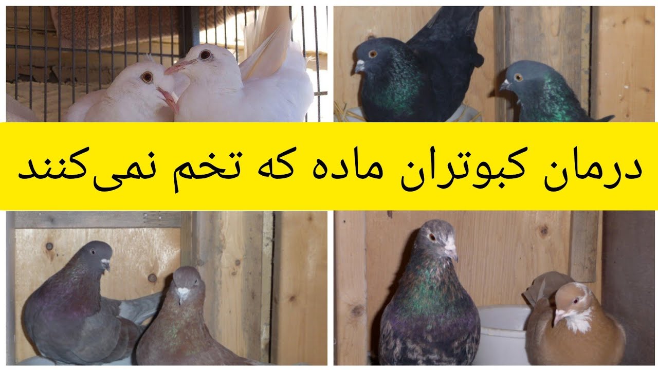 علت تخم نکردن کبوتر ماده