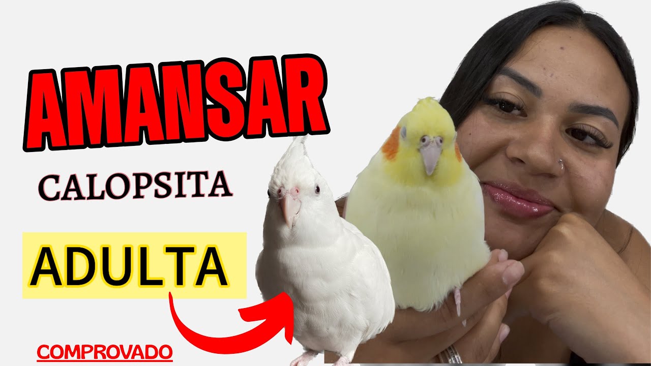COMO AMANSAR CALOPSITA ADULTA ARISCA - novo método!