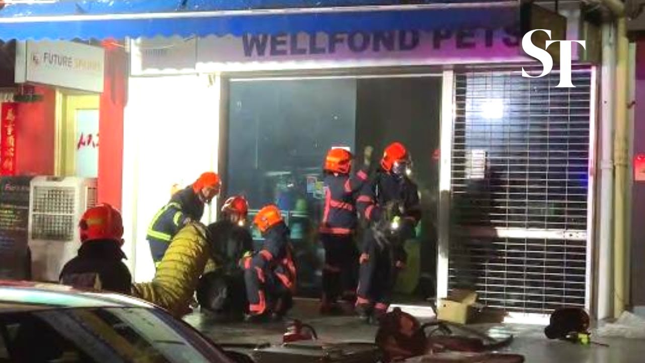 19 puppies rescued from Upper Thomson pet store fire