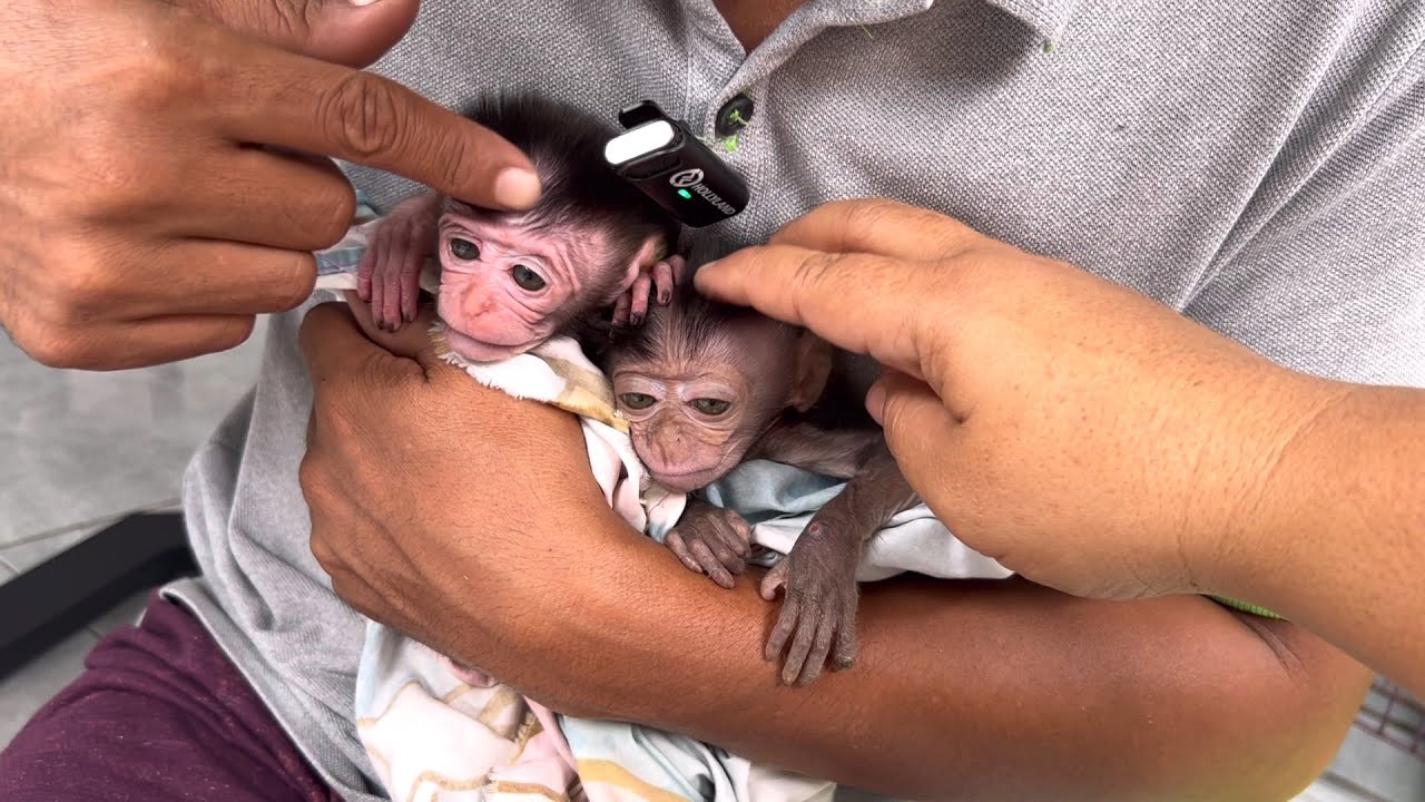 Wini and Wili are very precious baby monkeys, they deserve this praise