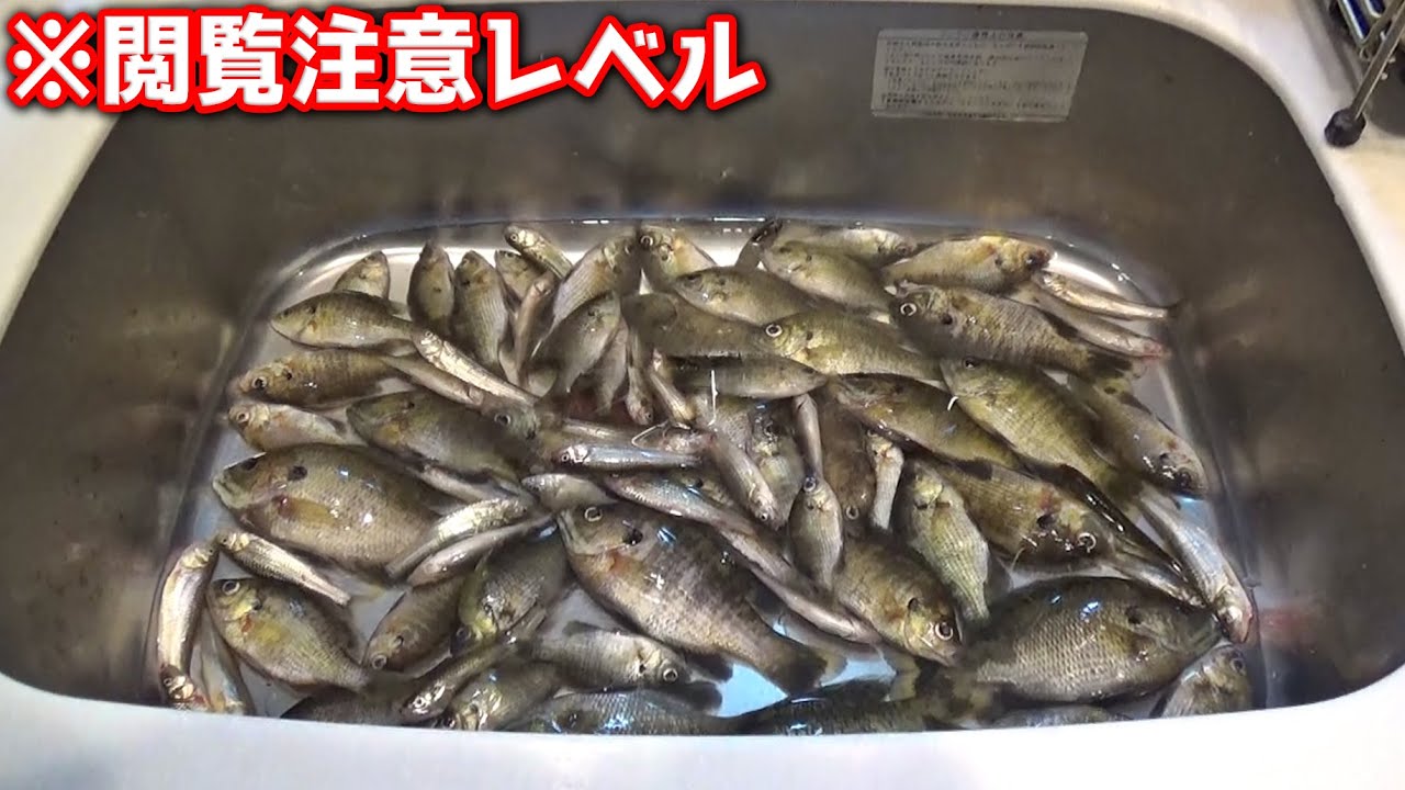 【外来魚パーティー】超大量のブルーギルを釣って食べまくる世界初の試みｗｗ【釣り企画】