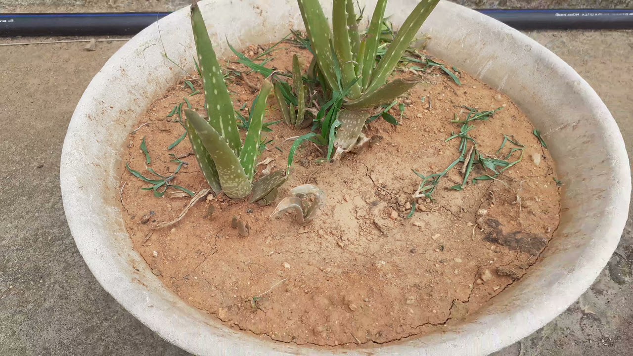 part 2 alovera plant how to grow aloe vera plant in container update of aloe vera plant