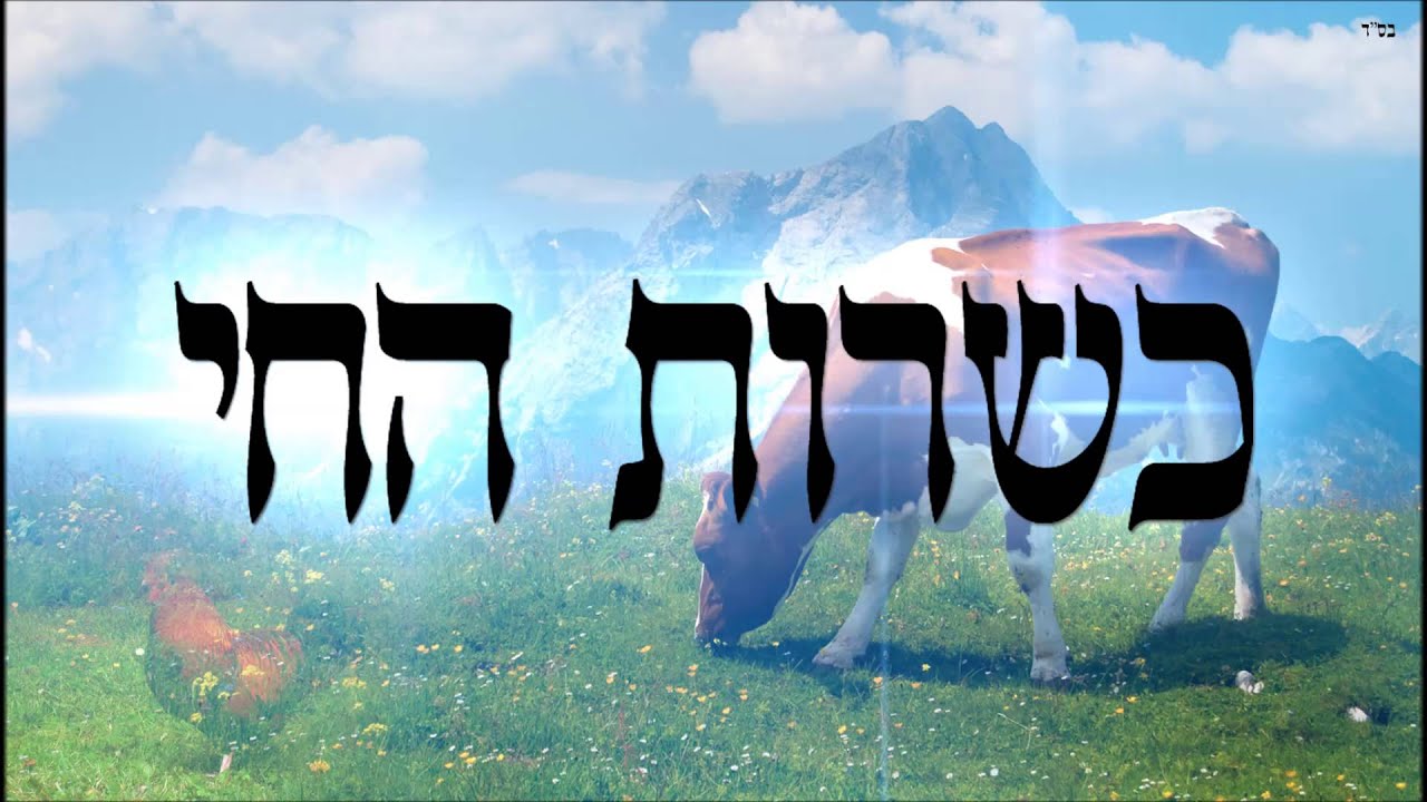 כשרות החי - שיעור תורה בספר הזהר הקדוש מפי הרב יצחק כהן שליט
