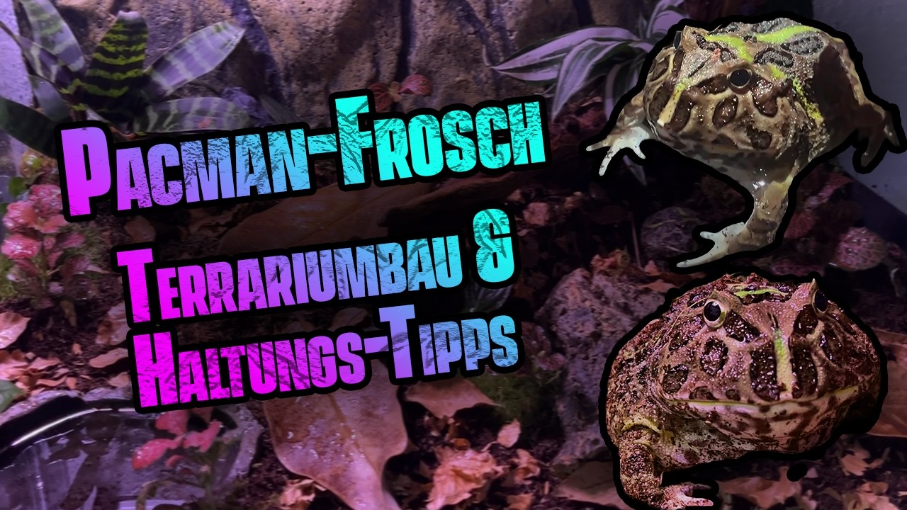 Pacman Frosch bekommt sein neues Terrarium!