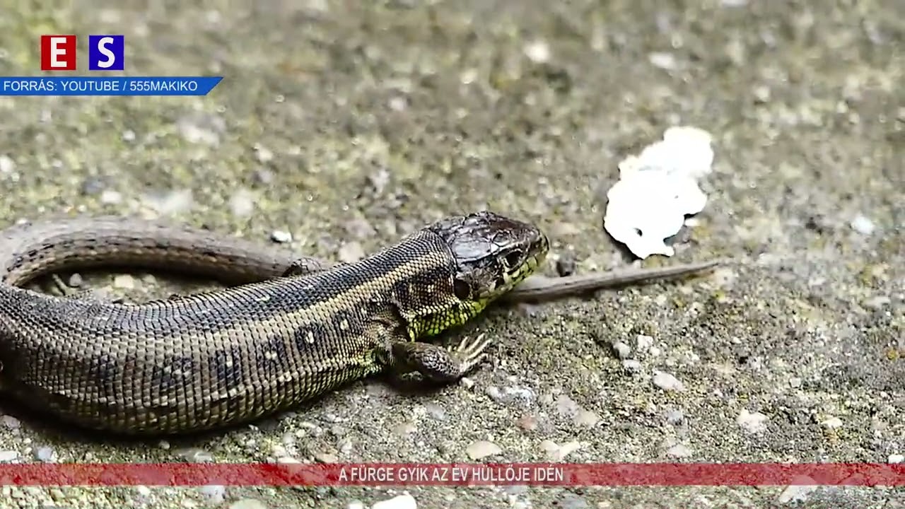 A fürge gyík az év hüllője idén