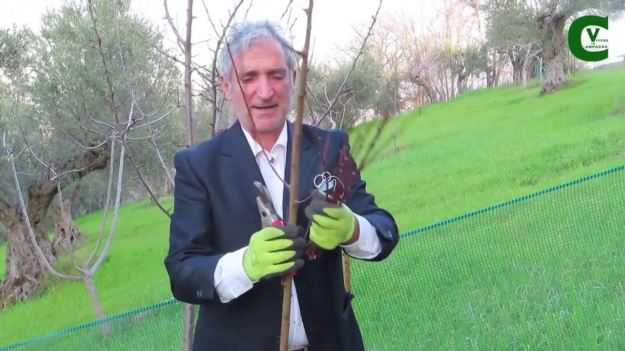 Come prelevare e frigoconservare le marze per l'innesto del ciliegio, pesco, susino, albicocco...