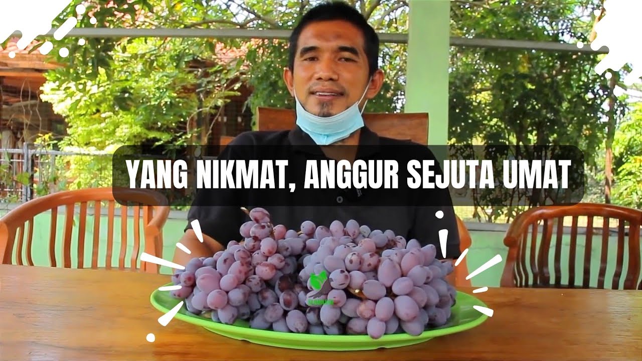 Nikmatnya Jupiter, Anggur Pemikat, Buah Sehat Sejagat