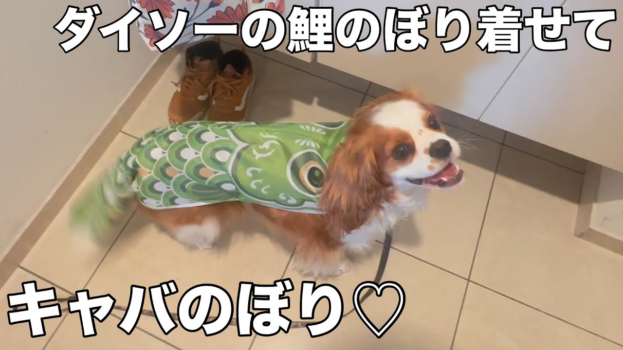 いつもの朝でも愛犬にダイソーの鯉のぼり着せたら特別な日になったGW