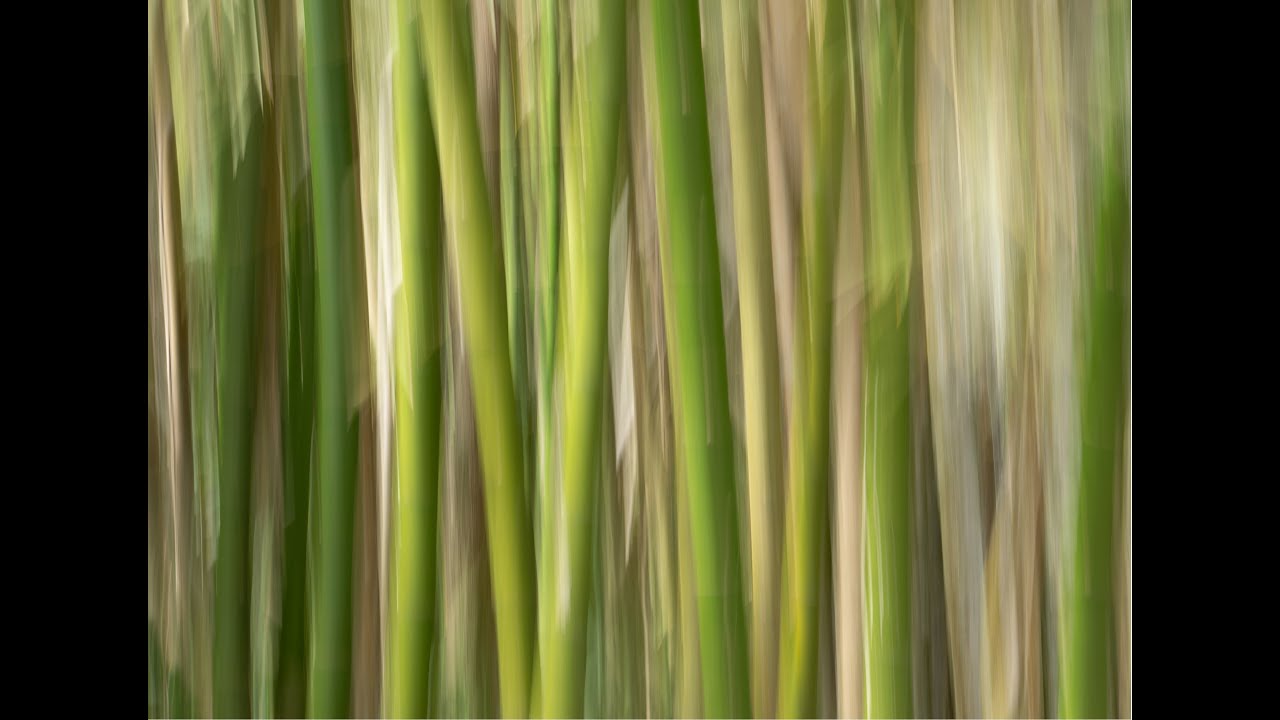 Intentional Camera Movement - A Two Minute Primer