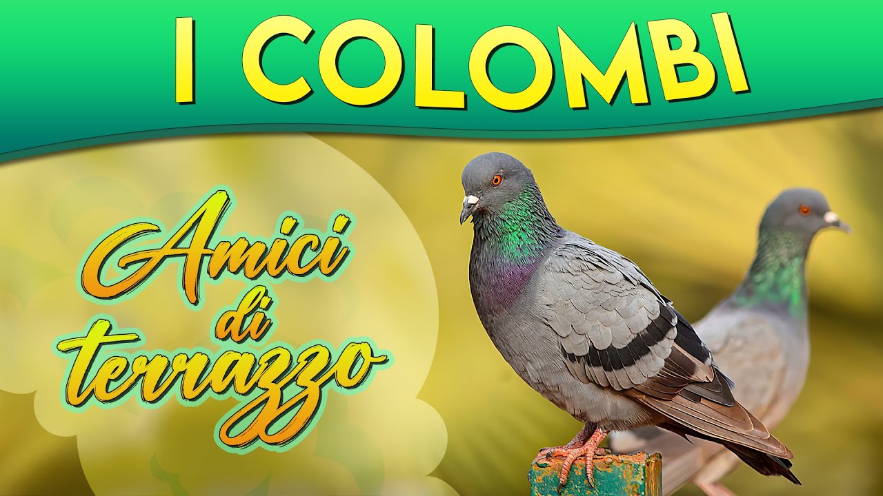 I Colombi: amici di terrazzo ► Puntata 68