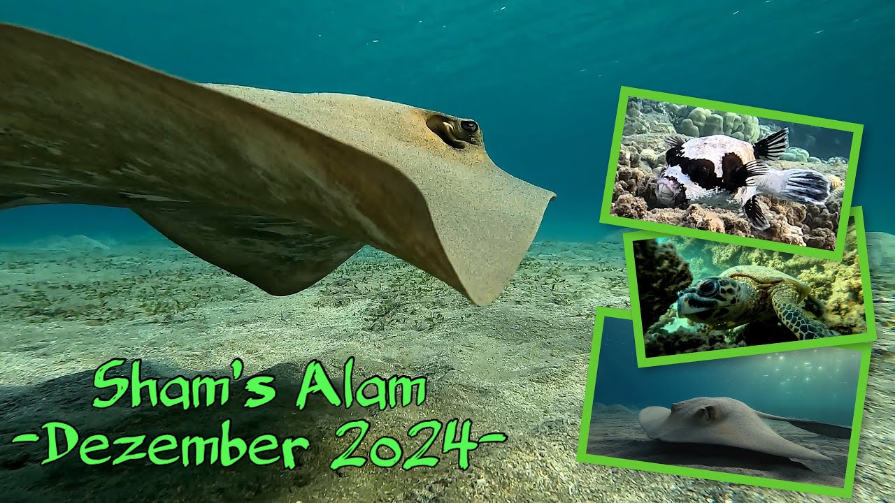 Marsa Alam- Sham‘s Alam Beach Resort                                  #sea #nature #highlights #4k