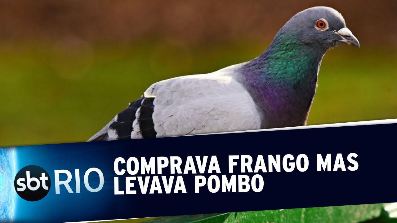 Comprava frango mas levava pombo
