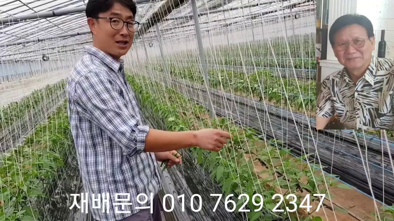 한게원hp미네랄 농법 꽈리고추 재배