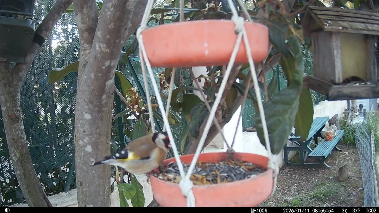 Les oiseaux de la mangeoire N°4 à la mi-janvier 2026. The birds at feeder No. 4 in mid-January 2026.