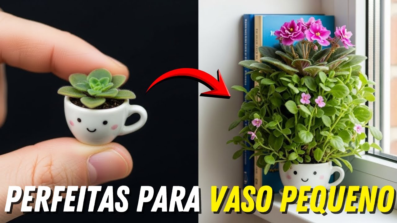 Elas AMAM Vaso Pequeno! 10 Plantas que cabem em qualquer cantinho