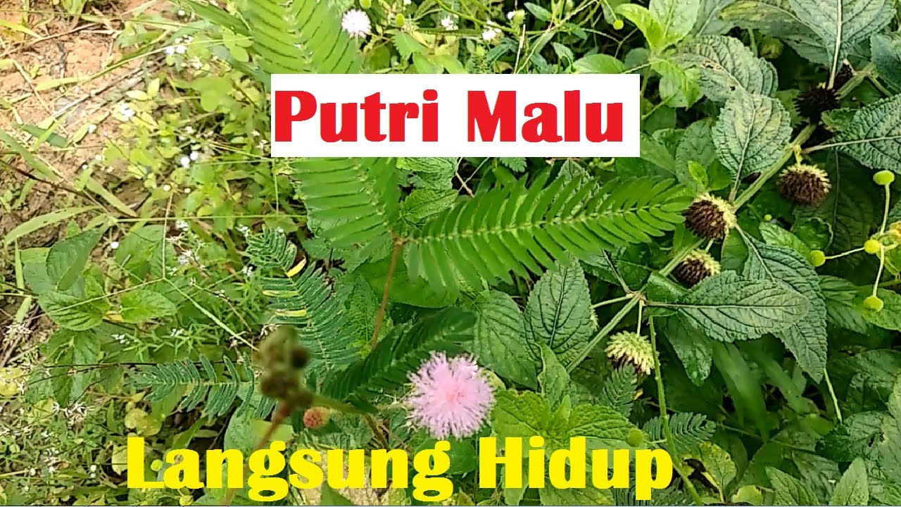 Menanam Putri Malu di pot agar langsung hidup dan tumbuh