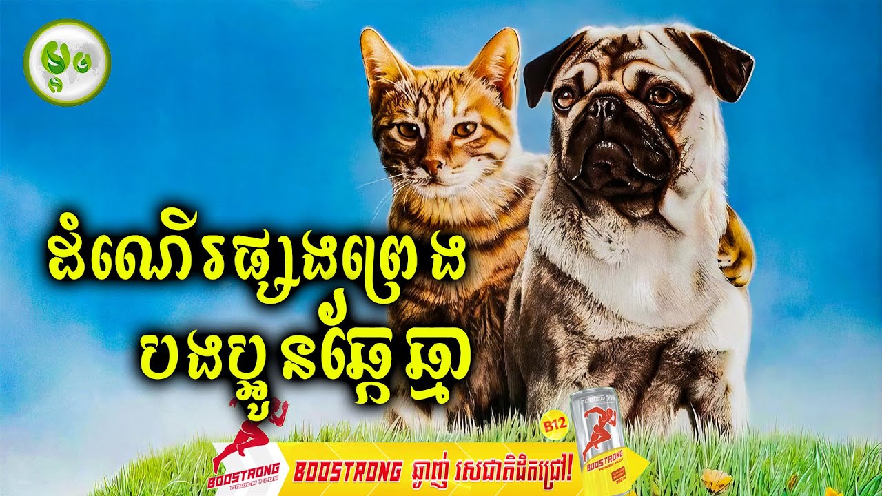 ដំណើរផ្សងព្រេងបងប្អូនឆ្កែឆ្មា | ម្អម សម្រាយរឿង