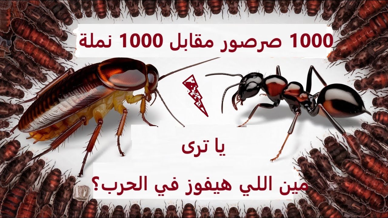 1000 صرصور مقابل 1000 نملة    ياترى مين هيفوز؟