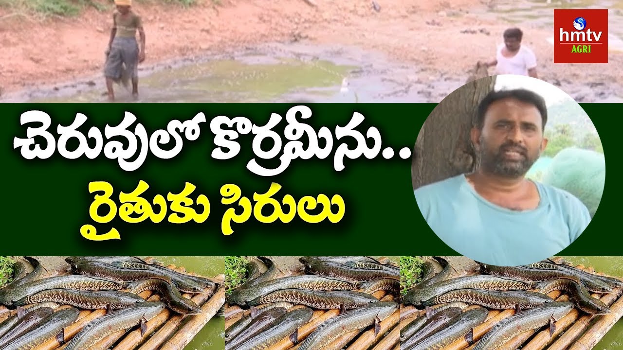 చెరువులో కొర్రమీను..రైతుకు సిరులు : Korameenu Fish Farming | hmtv Agri
