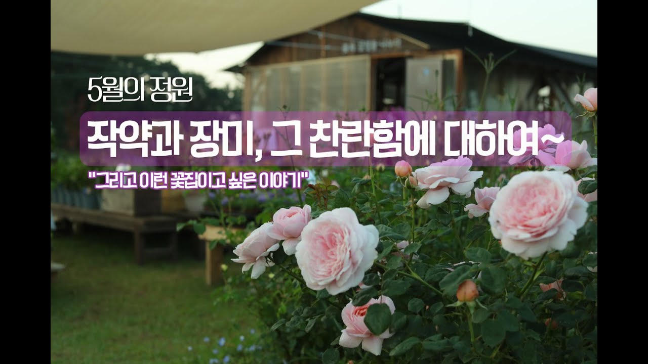 작약과 장미가 피는 5월의 정원 / 그리고 어쩌다 꽃집에 대한 단상