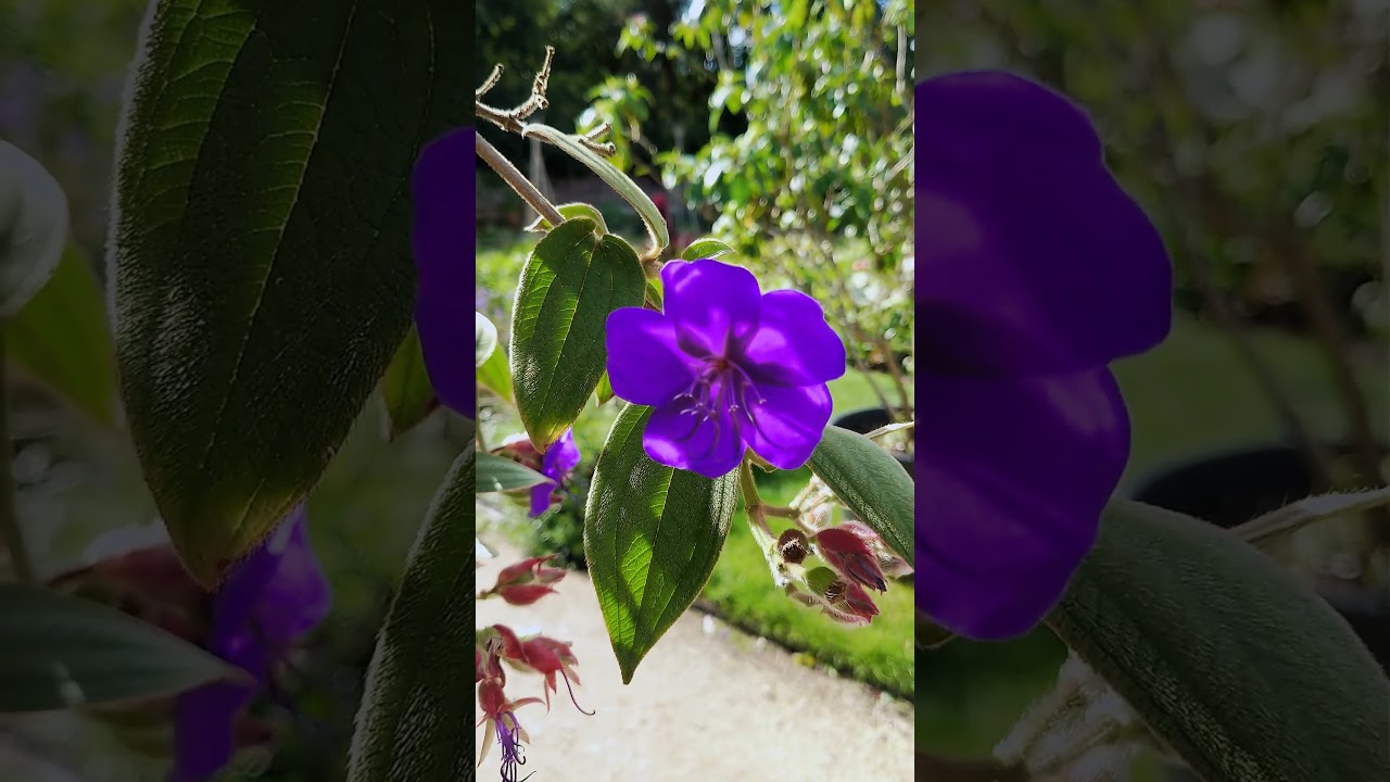 Stop scrolling and take a moment to appreciate nature. Feel free to share remix or download #nature