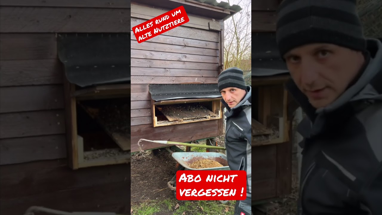 Die Kackerutsche 💩- Kotbrett f&uuml;r H&uuml;hner mal anders #shorts #chicken #farming