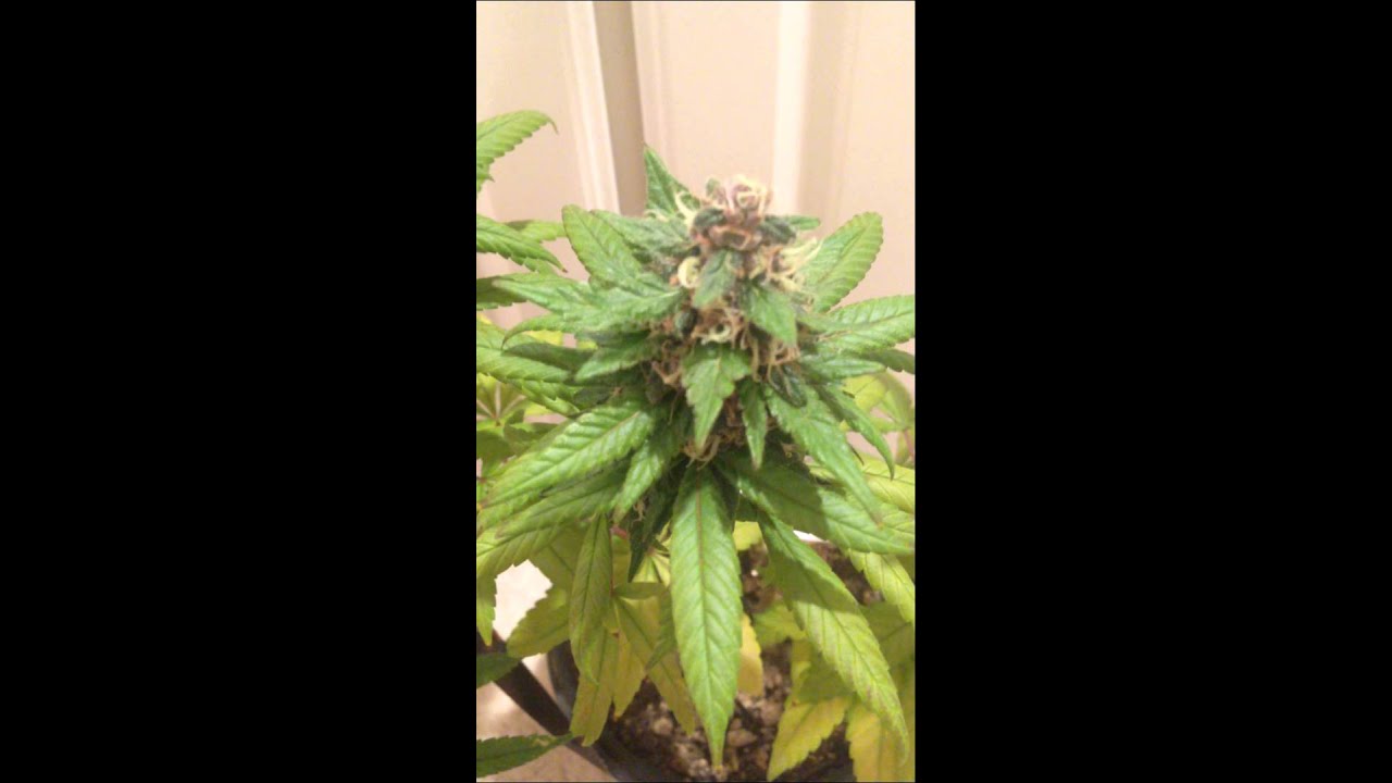 quick harvest update Kushberry