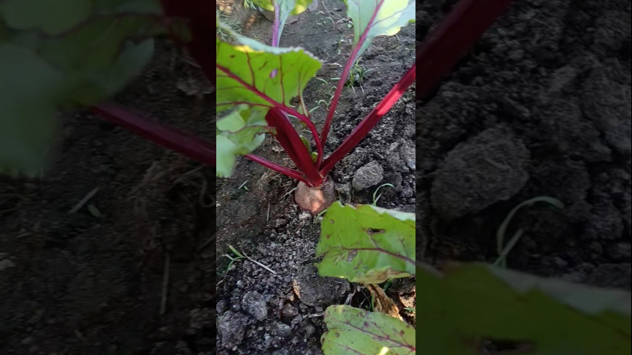 Beetroot carrot farming my agriculture land 