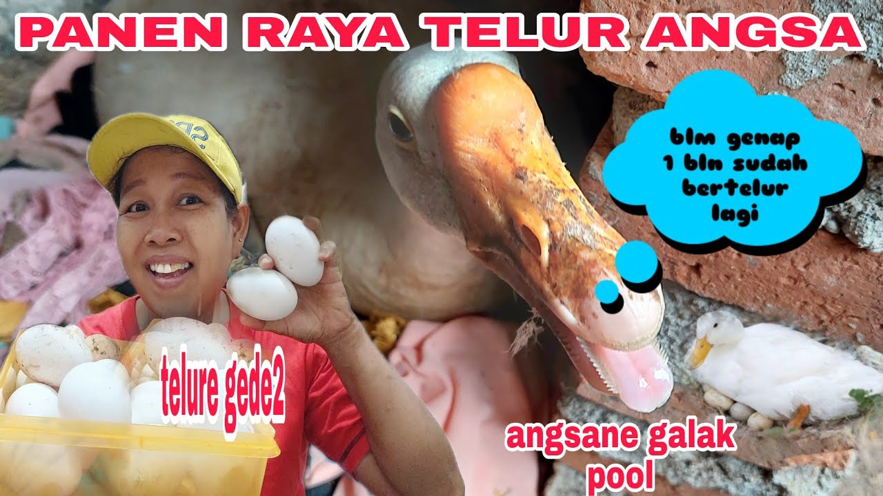 PANEN TELUR ANGSA LUAR BIASA  ‼️ angsaku cepet bertelur lagi