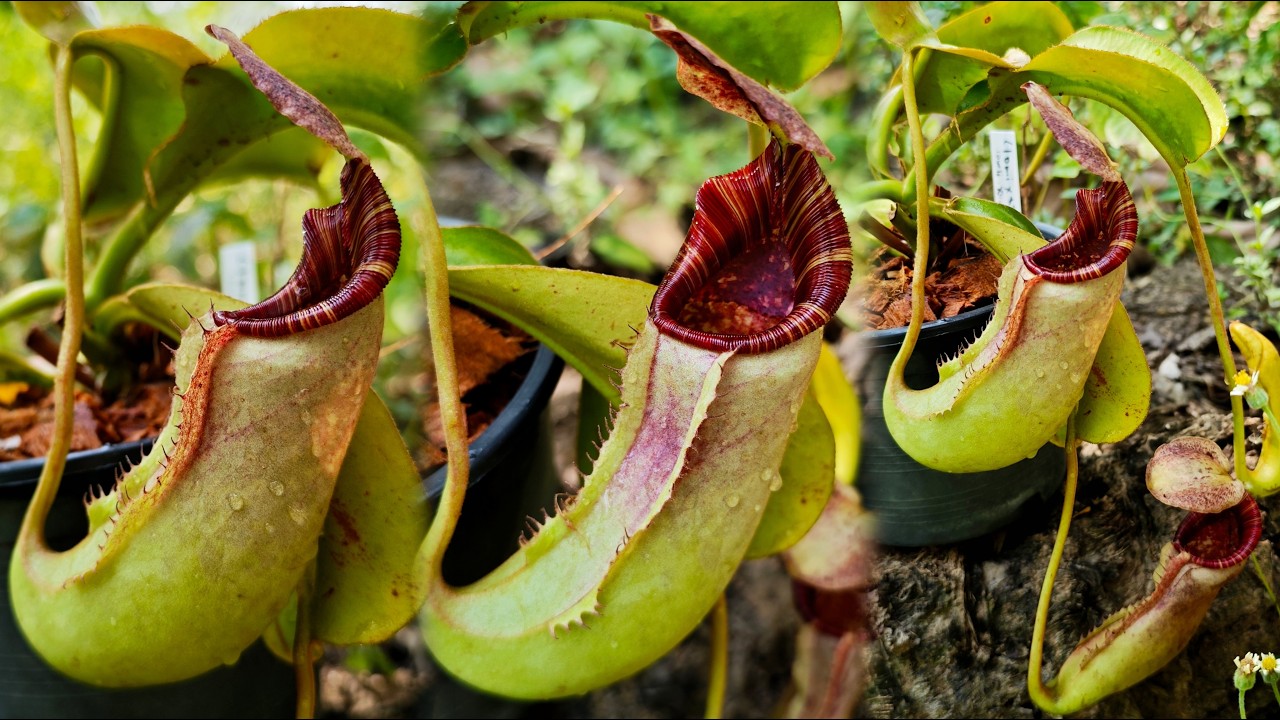 Nepenthes (lowii x Tiveyi) x [lowi x (northiana x veitchii)] 260226