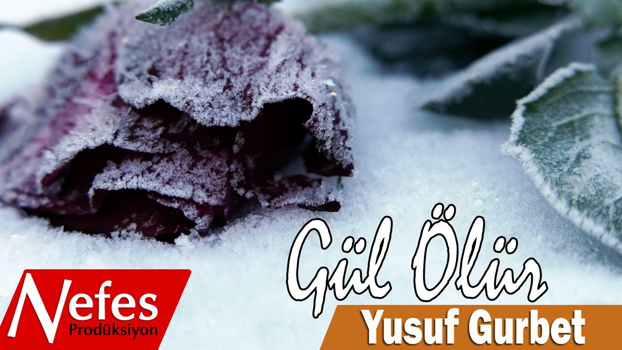 Yusuf Gurbet - Gül Ölür   💖 Sevilen İlahiler 💖 Nefes Produksiyon