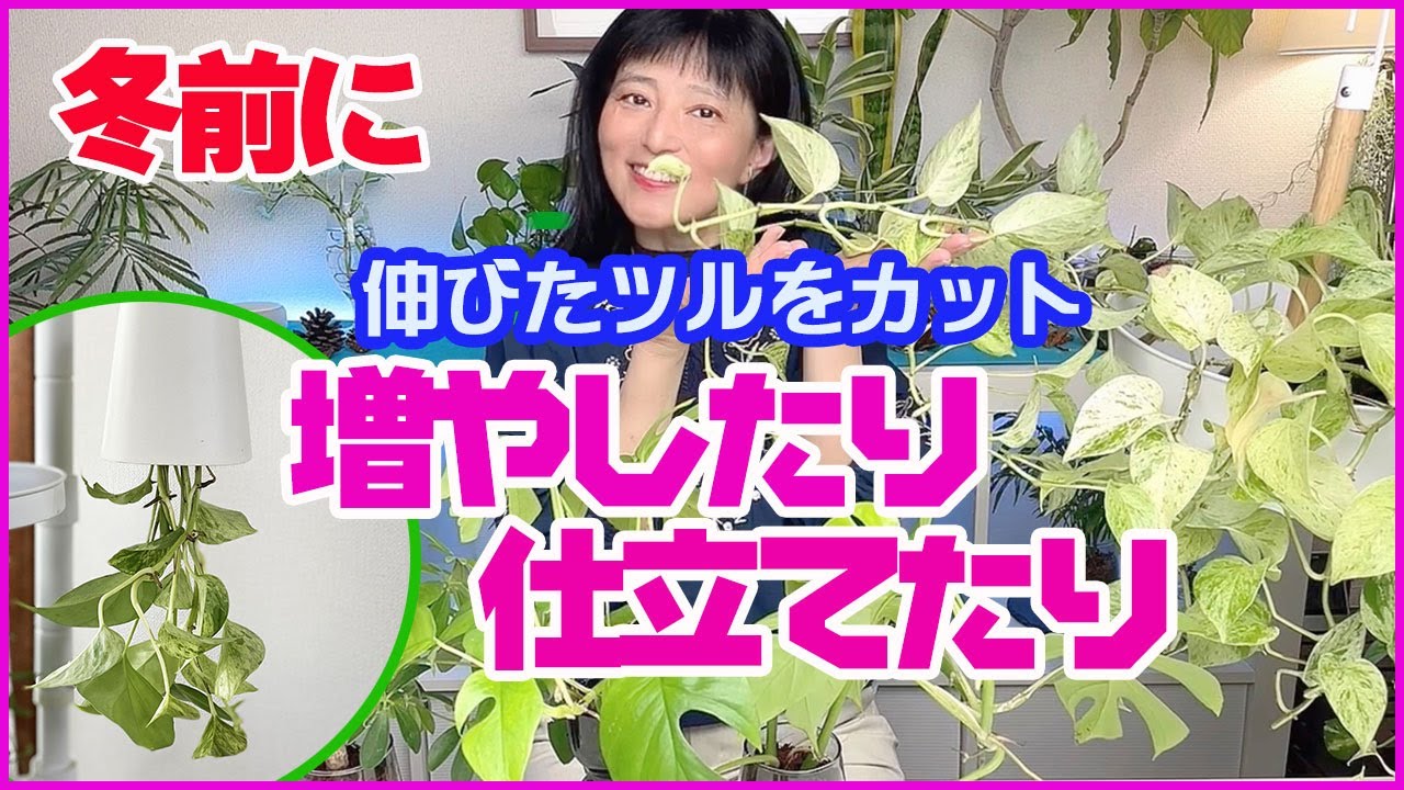 伸びすぎたツルを冬前にカットして増やす・仕立て直す【観葉植物】【くまパン園芸】