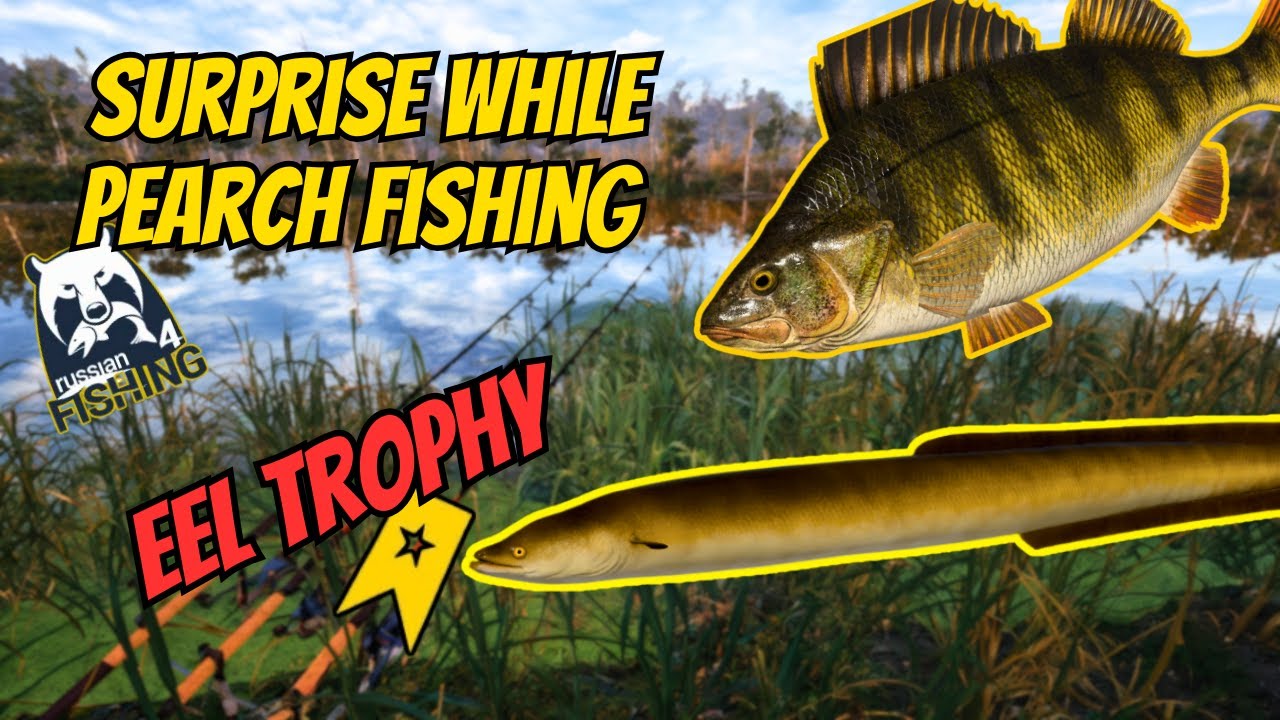 Russian Fishing 4 – Surprise While Pearch Fishing (Eel Trophy) Old Burg Lake