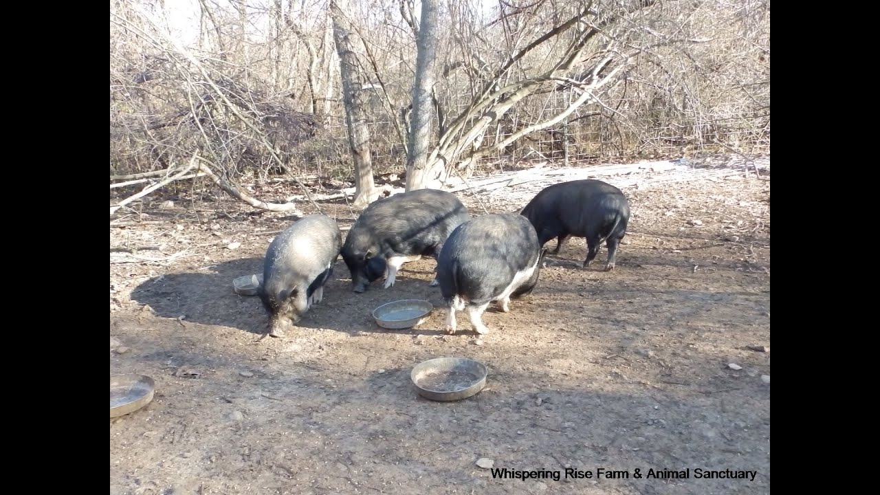 Whispering Rise Farm & Animal Sanctuary