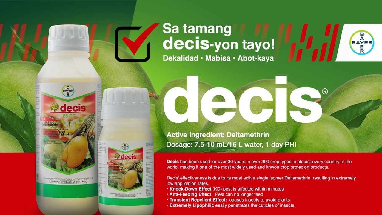 Innovations for your Mango Production | Decis® 25 EC