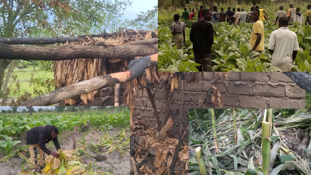 TAHARUKI, TUMBAKU NA MAHINDI YAMEFYEKWA SHAMBANI, NI VILIO KWA WANANCHI- DC UVINZA AFAFANUA.