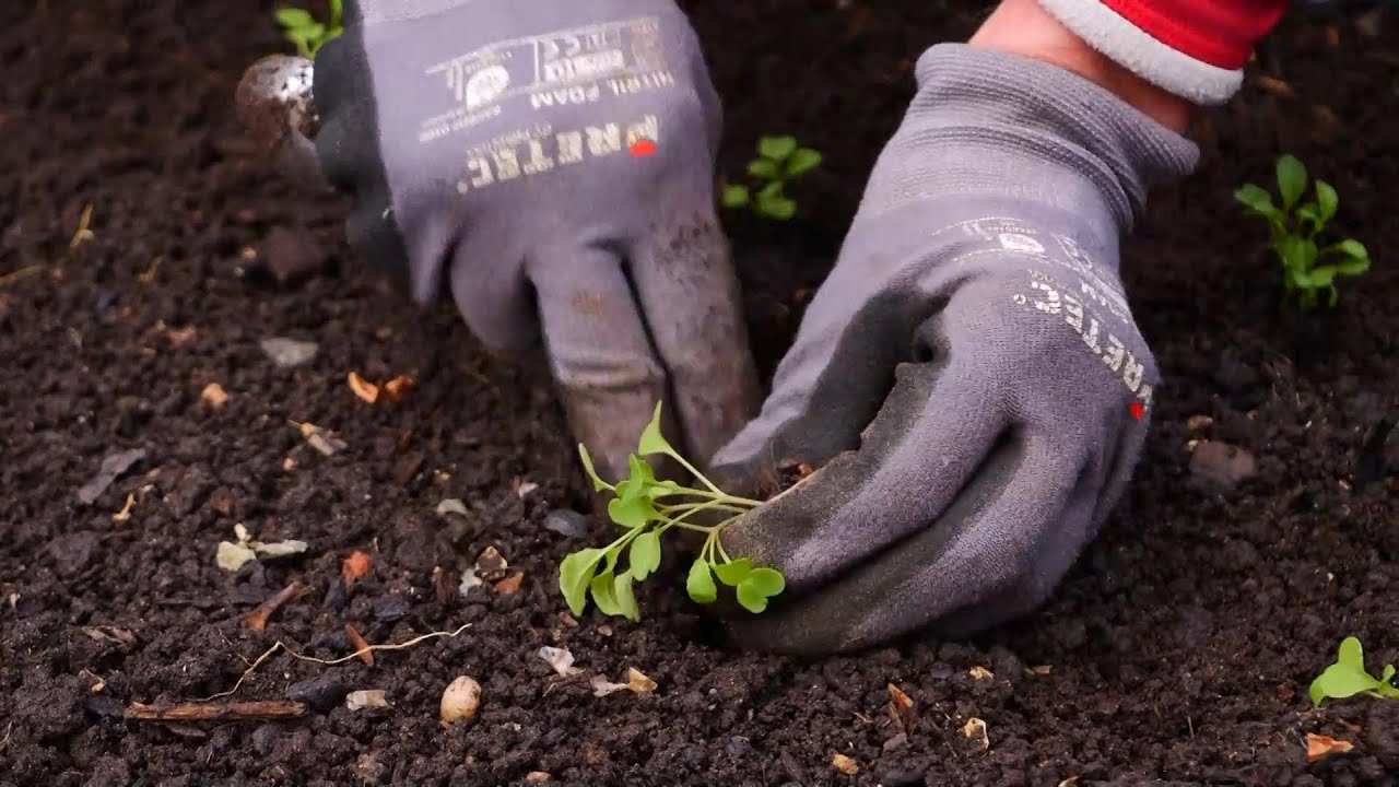 Wintergemüse aus eigenem Anbau: Rucola & Co. mit den Gartenfreunden