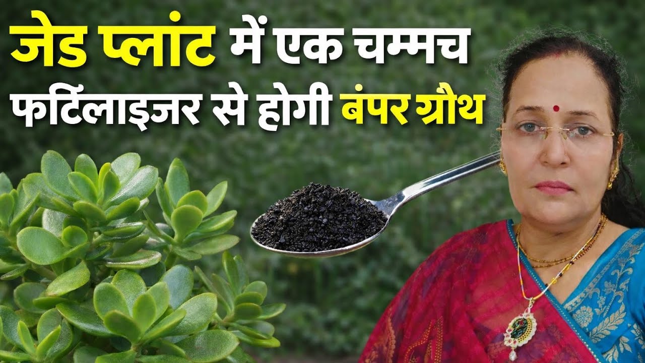 फरवरी में जेड प्लांट में एक चम्मच फर्टिलाइजर डालते ही होगी बम्पर ग्रोथ 5 best fertilizer for jade 