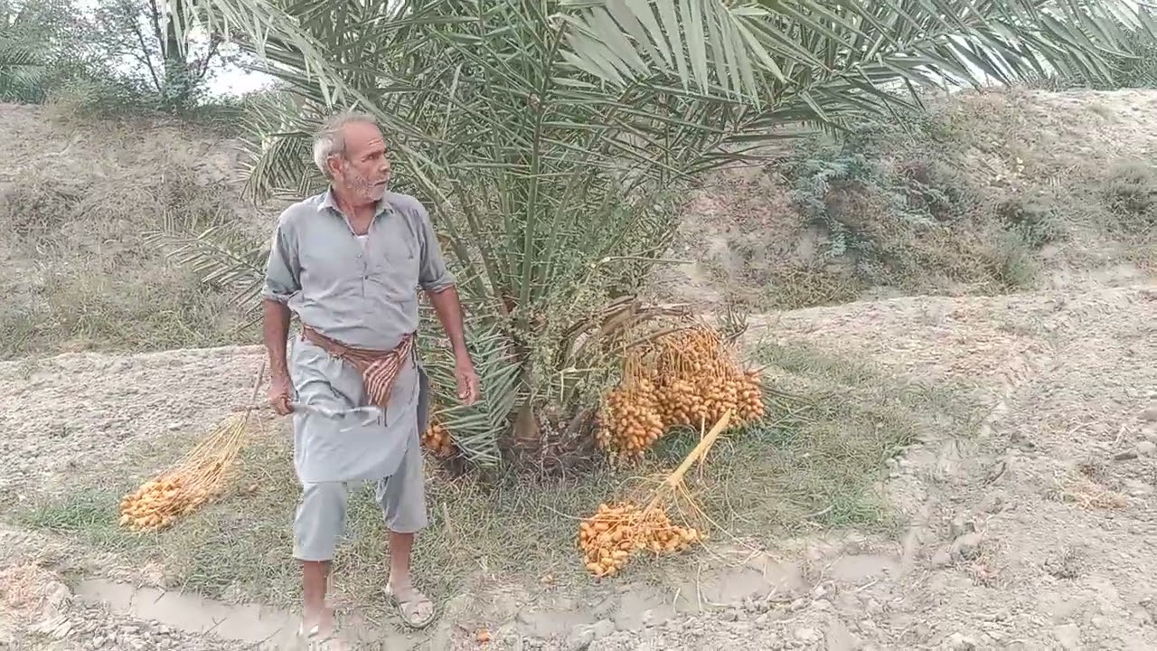 Dakke kajor ke kattaye chowara banathi hai#fyp 
