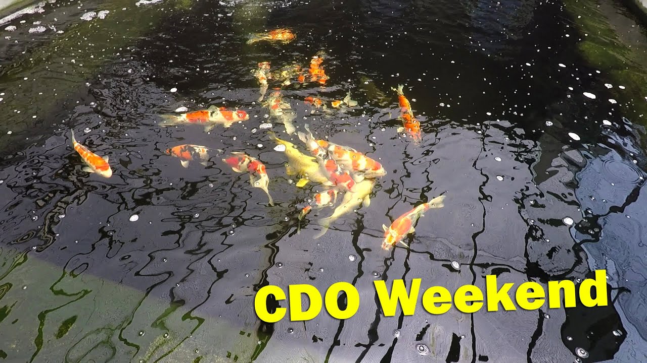 Balaos Koi Farm l Oro Pet Expo l Balaos Koi Farm Growout Judging