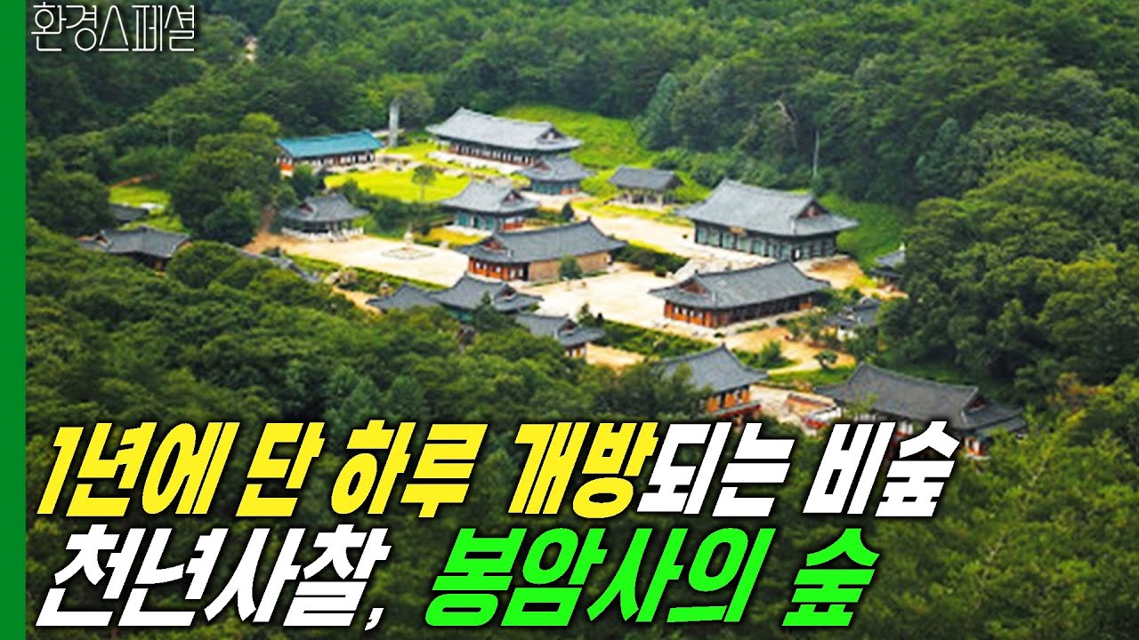 1년에 단 하루만 개방되는 비밀의 숲! 천년사찰 봉암사의 숲 [KBS자연다큐멘터리-봉암사의 숲] / KBS 20030305 방송