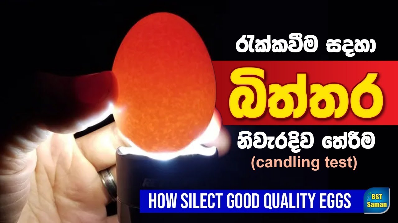 රැක්කවීම සදහා බිත්තර තේරීම, Candaline Test,How Silect good quality Eggs