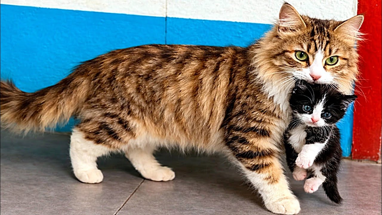 The Safest Place! 🐾 Mother Cat Hides Her newborn Kitten and Starts Grooming